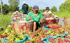 Thanh long nườm nượp sang Trung Quốc đón tết, giá tăng cao