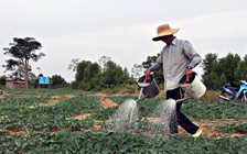 Không ngán đất mặn, nông dân 'sáng kiến' trồng dưa hấu xanh tốt ăn tết ấm no