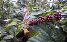 Giá cà phê tiếp tục 'sốt', xuất khẩu tăng 48%