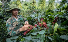 Giá cà phê mỗi ngày một đỉnh cao mới