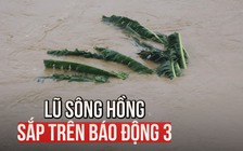 Lũ sông Hồng sắp trên báo động 3, hàng loạt địa phương Yên Bái lại ngập nặng