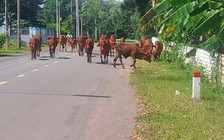 Đàn bò tràn ra đường, gây nguy hiểm