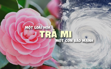 Vì sao có tên bão Trà Mi (số 6) và những cơn bão tên tiếng Việt Nam?