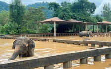 Lũ lụt tàn phá dữ dội thành phố du lịch Chiang Mai