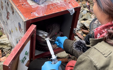 Tái thả về tự nhiên tê tê quý hiếm sinh con sau khi giải cứu