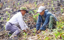 Nỗ lực 'vá' rừng bằng cây gỗ lớn, bởi... 'mở mắt đã thấy rừng'