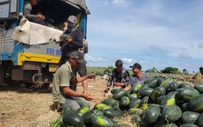 Trung Quốc giảm nhập, hàng ngàn tấn dưa hấu bỏ lăn lóc ngoài đồng