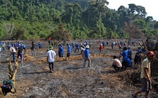 'No cái bụng' nhờ cánh đồng thanh niên