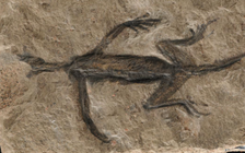 'Vạch mặt' hóa thạch 280 triệu năm đầy bí ẩn hóa ra là đồ dỏm