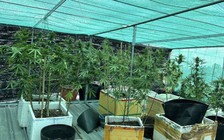 Bạc Liêu: Phát hiện một sinh viên trồng cần sa trên nóc nhà
