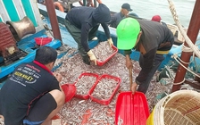 Sau một đêm, ngư dân Quảng Bình trúng đậm hơn 6 tấn cá cơm