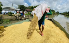 Ấn Độ phát tín hiệu mới, giá gạo liệu có tăng trở lại?
