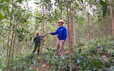 Mỗi năm trồng hàng trăm nghìn ha rừng, hết 'đói' nguyên liệu gỗ