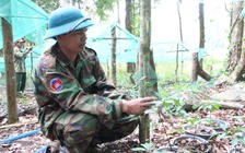 Kon Tum: Hơn 800 cây sâm Ngọc Linh bị đánh cắp