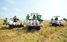 ‘Doanh nghiệp Việt nên tranh thủ thu mua dự trữ lúa gạo’