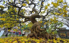 Chiêm ngưỡng cây hoàng mai Huế 'khủng' gần 50 tuổi được chủ vườn kêu giá 100.000 USD