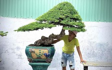 Chi tiền triệu mua bonsai me dáng 'độc lạ' chơi tết, mong tài lộc vào nhà