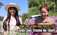 Vườn hoa thạch thảo nở tím phố núi Buôn Ma Thuột dịp tết, du khách nườm nượp đến check-in