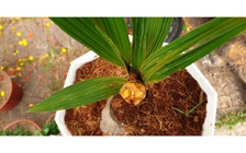 Độc lạ miền Tây mùa tết: Cây dừa cao 40 cm ra hoa kết trái