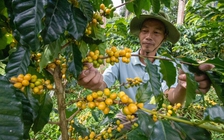 Cà phê vàng, cầm tiền triệu vẫn khó mua