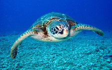 Vì sao ăn thịt rùa biển có thể gây ngộ độc?