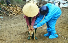 Quảng Bình: Tăng cường tiêm phòng bệnh dại cho chó, mèo