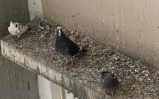 Đàn chim gây ô nhiễm chung cư ở TP.Thủ Đức