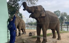 Vườn thú Hà Nội bị chê 'tồi tệ', thực tế bên trong thế nào?