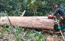 Bắt quả tang 5 người khai thác gỗ trái phép trong rừng phòng hộ