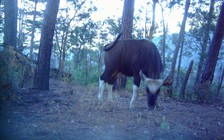 Phát hiện thêm đàn bò tót số lượng lớn ở Vườn quốc gia Phước Bình