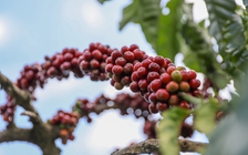 Việt Nam kéo giá cà phê Brazil tăng mạnh