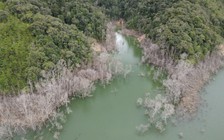 Thủy điện tích nước làm chết 25 ha rừng, 15 cán bộ bị xem xét xử lý