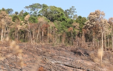 Ngăn chặn cháy rừng, Đắk Nông chỉ đạo dừng việc đốt thực bì cao điểm mùa khô