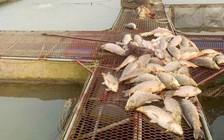 Hàng trăm tấn cá nuôi lồng trên sông Thái Bình chết bất thường