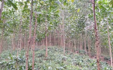 Có tổ chức trả Việt Nam tối thiểu 10 USD/tấn carbon rừng