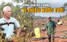 Điêu đứng vì thiếu nước tưới, nông dân bất lực nhìn vườn cà phê héo úa