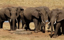 Tổng thống Botswana muốn đưa 20.000 con voi đến Đức