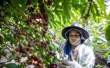 Giá cà phê robusta ngược chiều thế giới