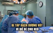 Cấp cứu trong đêm người đàn ông bị heo táp rách cơ quan sinh dục