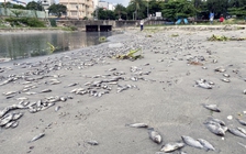 Xuất hiện xác cá chết ở đoạn cống xả ra vịnh Đà Nẵng