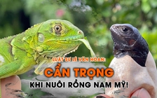 Rủi ro pháp lý khi nuôi rồng Nam Mỹ Iguana - Kỳ 2: Lời khuyên của luật sư