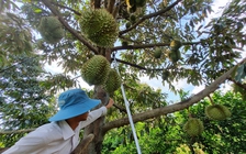 Sầu riêng 'ngấm đòn' thời tiết