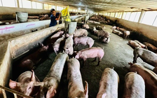 Quy định kiểm kê khí nhà kính ở trang trại lợn gà thiếu khả thi