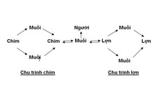 Vào mùa viêm não Nhật Bản: Cảnh giác với muỗi đồng ruộng