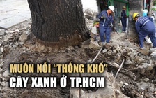Muôn nỗi ‘thống khổ’ của cây xanh ở TP.HCM: Bị trám xi măng, đóng đinh