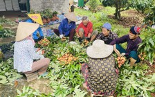 Mùa vải kết thúc sớm, nông dân Bắc Giang 'bỏ túi' 4.814 tỉ đồng