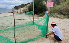 Bình Định: Rùa biển đẻ trứng ở xã đảo Nhơn Châu sau gần 10 năm vắng bóng
