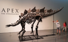 Bộ xương khủng long phiến sừng lớn nhất được bán giá cao kỷ lục