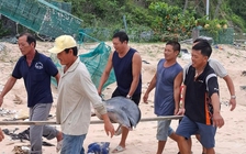 Bình Định: Cá heo chết trôi dạt vào bờ biển Cù Lao Xanh