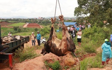 Vắc xin tiêm cho đàn bò sữa ở Lâm Đồng dương tính với vi rút gây tiêu chảy